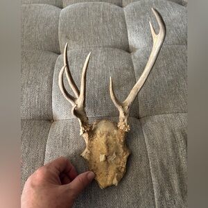 Texas White Tail Deer Antler Freak 7 pointer